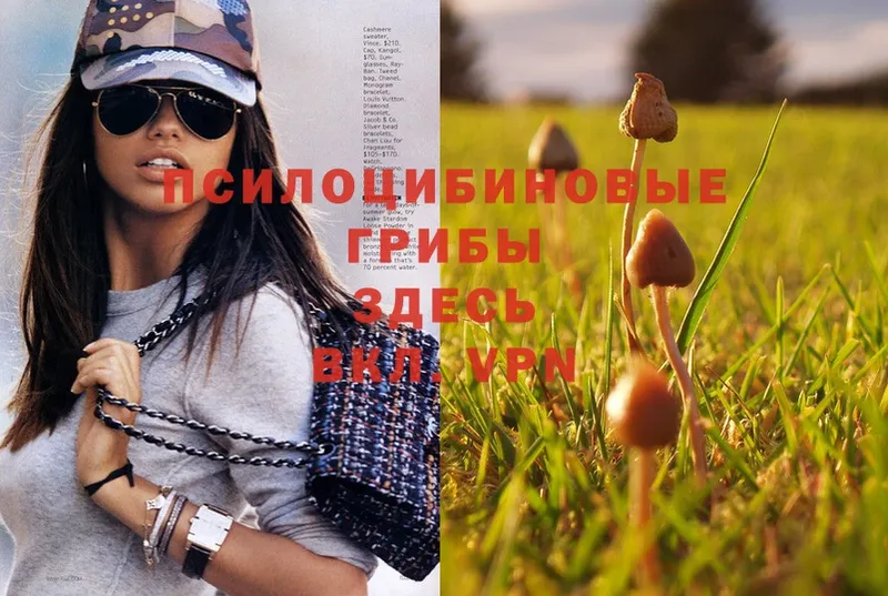 Галлюциногенные грибы Psilocybe Жуков